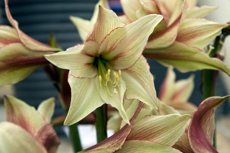 Amaryllis Magic Green, Amarylis Bulbs, Hippeastrum Magic Green, Hippeastrum Bulbs, White Flowers, White Amaryllis