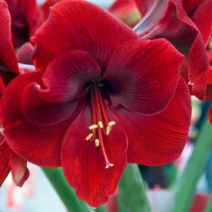 Amaryllis Magnum, 'Magnum' Amaryllis, Amarylis Bulbs, Hippeastrum Magnum, Hippeastrum Bulbs, Red Flowers, Red Amaryllis