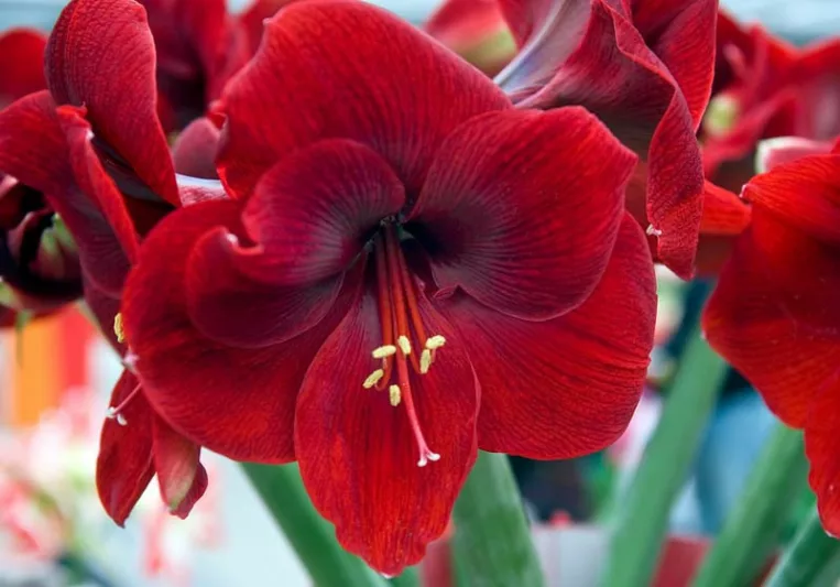 Amaryllis Magnum, 'Magnum' Amaryllis, Amarylis Bulbs, Hippeastrum Magnum, Hippeastrum Bulbs, Red Flowers, Red Amaryllis
