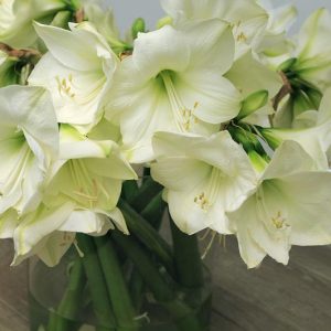Amaryllis Matterhorn, Amarylis Bulbs, Hippeastrum Matterhorn, Hippeastrum Bulbs, White Flowers, White Amaryllis