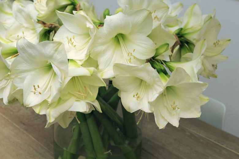 Amaryllis Matterhorn, Amarylis Bulbs, Hippeastrum Matterhorn, Hippeastrum Bulbs, White Flowers, White Amaryllis