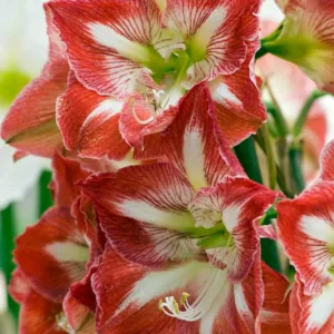 Amaryllis Minerva, Amarylis Bulbs, Hippeastrum Minerva, Hippeastrum Bulbs, Bicolor Flowers, Bicolor Amaryllis