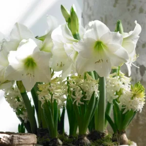 Amaryllis Mont Blanc, Amarylis Bulbs, Hippeastrum Mont Blanc, Hippeastrum Bulbs, White Flowers, White Amaryllis