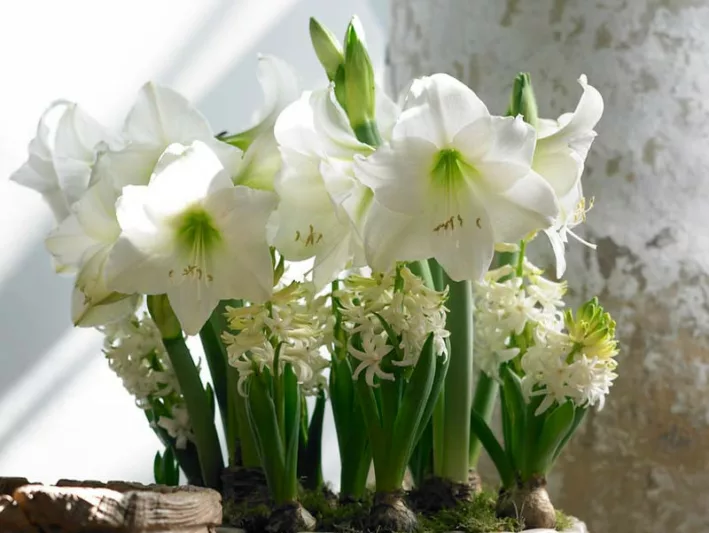 Amaryllis Mont Blanc, Amarylis Bulbs, Hippeastrum Mont Blanc, Hippeastrum Bulbs, White Flowers, White Amaryllis