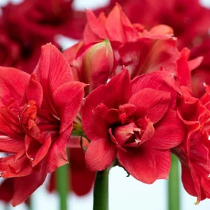 Amaryllis Pink Nymph, Pink Nymph Amaryllis, Amarylis Bulbs, Hippeastrum Magnum, Hippeastrum Bulbs, Pink Flowers, Pink Amaryllis