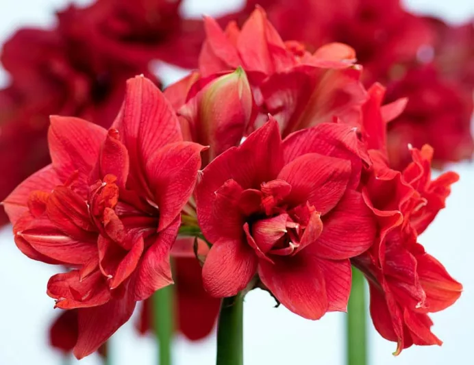 Amaryllis Pink Nymph, Pink Nymph Amaryllis, Amarylis Bulbs, Hippeastrum Magnum, Hippeastrum Bulbs, Pink Flowers, Pink Amaryllis