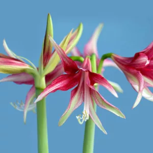 Amaryllis Quito, 'Quito' Amaryllis, Amarylis Bulbs, Hippeastrum Quito, Hippeastrum Bulbs, Bicolor Flowers, Bicolor Amaryllis