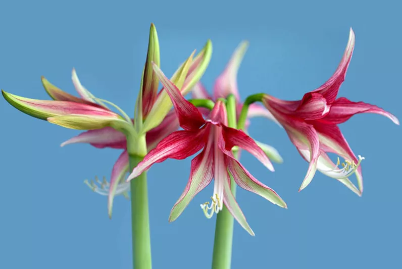 Amaryllis Quito, 'Quito' Amaryllis, Amarylis Bulbs, Hippeastrum Quito, Hippeastrum Bulbs, Bicolor Flowers, Bicolor Amaryllis