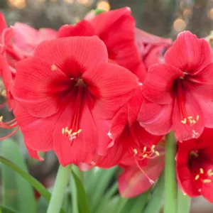 Amaryllis Brazza, Amarylis Bulbs, Hippeastrum Brazza, Hippeastrum Bulbs, Brazza Amaryllis, Pink Amaryllis, Red Amaryllis