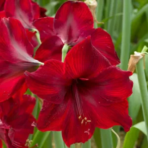 Amaryllis Red Pearl, Amarylis Bulbs, Hippeastrum Red Pearl, Hippeastrum Bulbs, Red Amaryllis