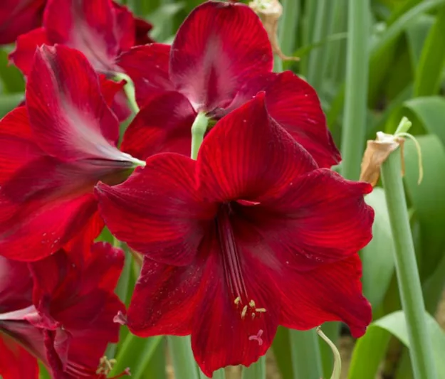 Amaryllis Red Pearl, Amarylis Bulbs, Hippeastrum Red Pearl, Hippeastrum Bulbs, Red Amaryllis
