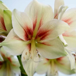 Amaryllis Rembrandt van Rijn, Amarylis Bulbs, Hippeastrum Rembrandt van Rijn, Hippeastrum Bulbs, White Amarayllis,