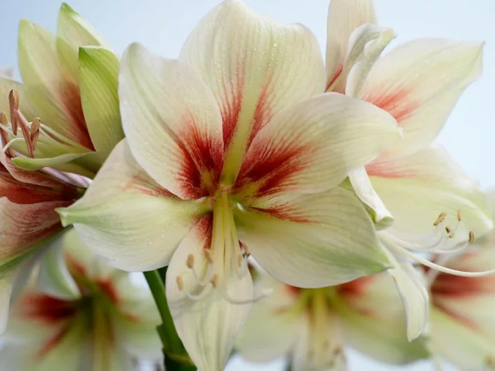 Amaryllis Rembrandt van Rijn, Amarylis Bulbs, Hippeastrum Rembrandt van Rijn, Hippeastrum Bulbs, White Amarayllis,