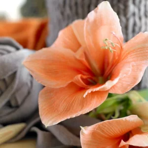 Amaryllis Rilona, Amarylis Bulbs, Hippeastrum Rilona, Hippeastrum Bulbs, Rilona Amaryllis, Salmon Amaryllis, Orange Amaryllis