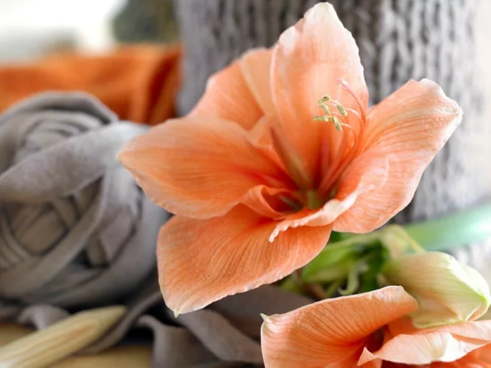 Amaryllis Rilona, Amarylis Bulbs, Hippeastrum Rilona, Hippeastrum Bulbs, Rilona Amaryllis, Salmon Amaryllis, Orange Amaryllis