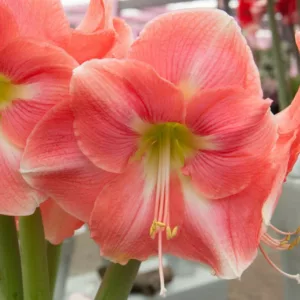 Amaryllis Rosalie, Amarylis Bulbs, Hippeastrum Rosalie, Hippeastrum Bulbs, Rosalie Amaryllis, Salmon Amaryllis, Orange Amaryllis