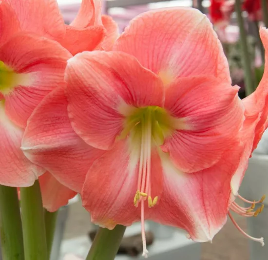 Amaryllis Rosalie, Amarylis Bulbs, Hippeastrum Rosalie, Hippeastrum Bulbs, Rosalie Amaryllis, Salmon Amaryllis, Orange Amaryllis