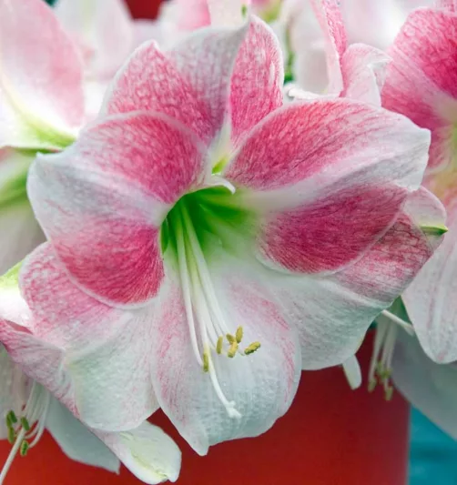 Amaryllis Rosy Star, Amarylis Bulbs, Hippeastrum Rosy Star, Hippeastrum Bulbs