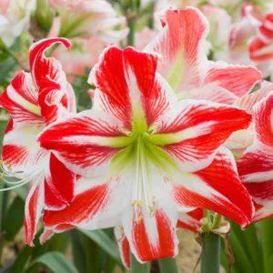 Amaryllis Spartacus, Amarylis Bulbs, Hippeastrum Spartacus, Hippeastrum Bulbs, Bicolor Flowers, Bicolor Amaryllis