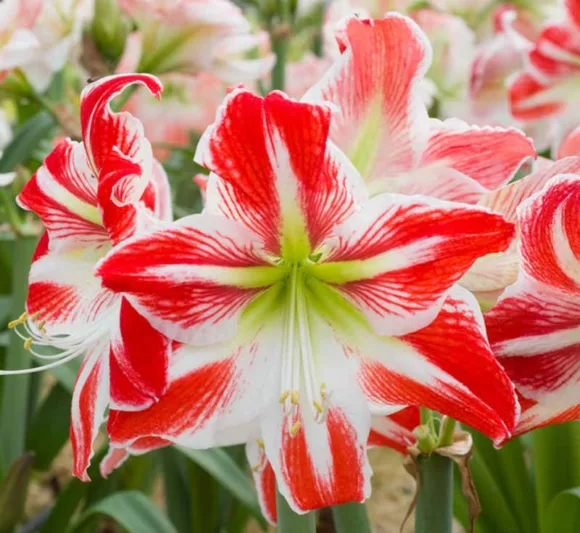 Amaryllis Spartacus, Amarylis Bulbs, Hippeastrum Spartacus, Hippeastrum Bulbs, Bicolor Flowers, Bicolor Amaryllis