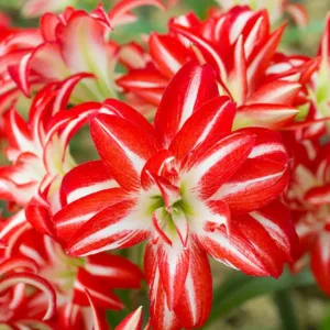 Amaryllis Splash, Amarylis Bulbs, Hippeastrum Splash, Hippeastrum Bulbs, Bicolor Flowers, Bicolor Amaryllis