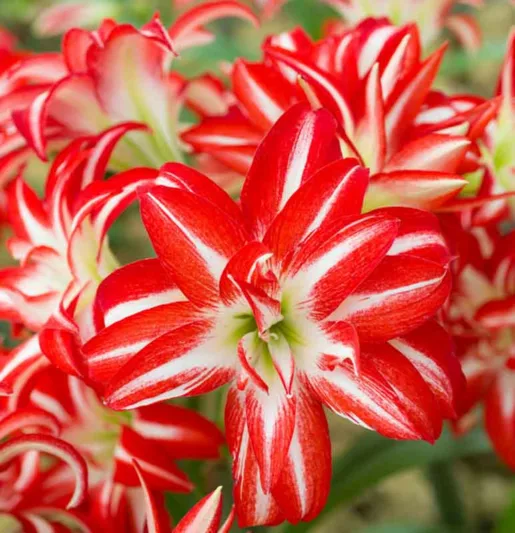 Amaryllis Splash, Amarylis Bulbs, Hippeastrum Splash, Hippeastrum Bulbs, Bicolor Flowers, Bicolor Amaryllis