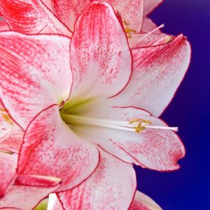 Amaryllis Spotlight, Amarylis Bulbs, Hippeastrum Spotlight, Hippeastrum Bulbs, White Amarayllis, Pink Amaryllis