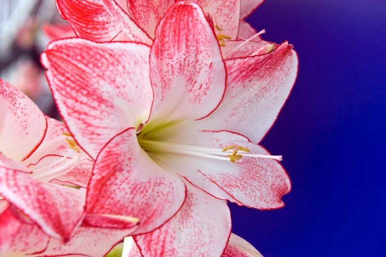 Amaryllis Spotlight, Amarylis Bulbs, Hippeastrum Spotlight, Hippeastrum Bulbs, White Amarayllis, Pink Amaryllis