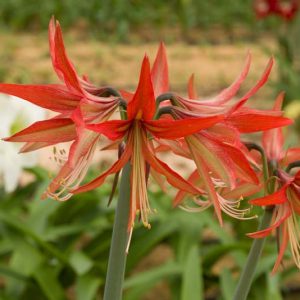 Amaryllis Sumatra, Sumatra Amaryllis, Amarylis Bulbs, Hippeastrum Sumatra, Hippeastrum Bulbs