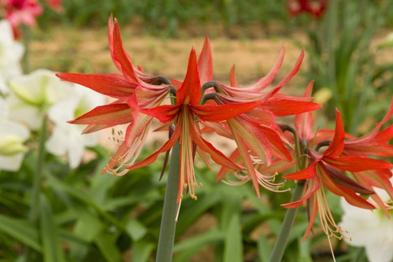 Amaryllis Sumatra, Sumatra Amaryllis, Amarylis Bulbs, Hippeastrum Sumatra, Hippeastrum Bulbs
