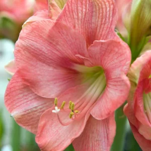 Amaryllis Susan, Amarylis Bulbs, Hippeastrum 'Susan', Susan Amaryllis, Hippeastrum 'Rosy Queen', Hippeastrum 'Large Pink', Galaxy Group, Pink Amaryllis