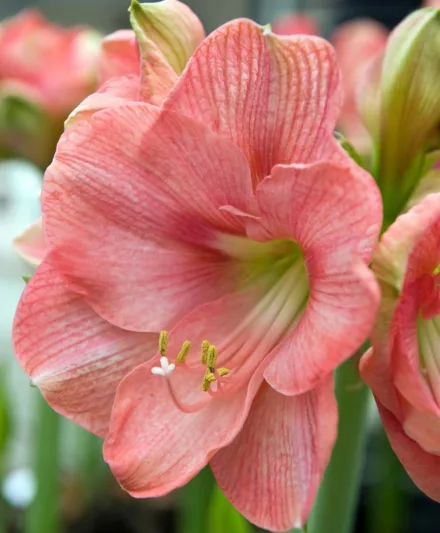 Amaryllis Susan, Amarylis Bulbs, Hippeastrum 'Susan', Susan Amaryllis, Hippeastrum 'Rosy Queen', Hippeastrum 'Large Pink', Galaxy Group, Pink Amaryllis