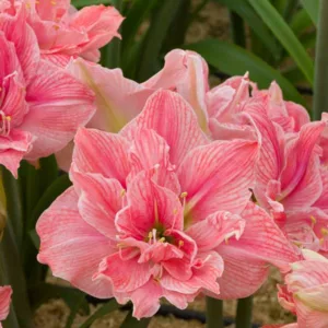 Amaryllis Sweet Nymph, Sweet Nymph Amaryllis, Amarylis Bulbs, Hippeastrum Sweet Nymph, Hippeastrum Bulbs, Pink Flowers, Pink Amaryllis