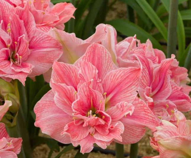 Amaryllis Sweet Nymph, Sweet Nymph Amaryllis, Amarylis Bulbs, Hippeastrum Sweet Nymph, Hippeastrum Bulbs, Pink Flowers, Pink Amaryllis