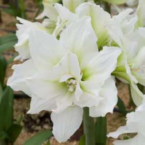 Amaryllis White Nymph, White Nymph Amaryllis, Amarylis Bulbs, Hippeastrum White Nymph, Hippeastrum Bulbs, White Flowers, White Amaryllis