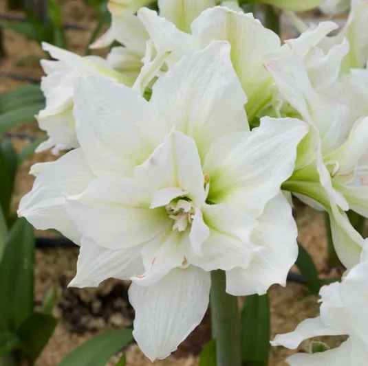Amaryllis White Nymph, White Nymph Amaryllis, Amarylis Bulbs, Hippeastrum White Nymph, Hippeastrum Bulbs, White Flowers, White Amaryllis