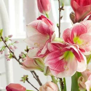 Amaryllis Apple Blossom, Amarylis Bulbs, Hippeastrum Apple Blossom, Hippeastrum Bulbs