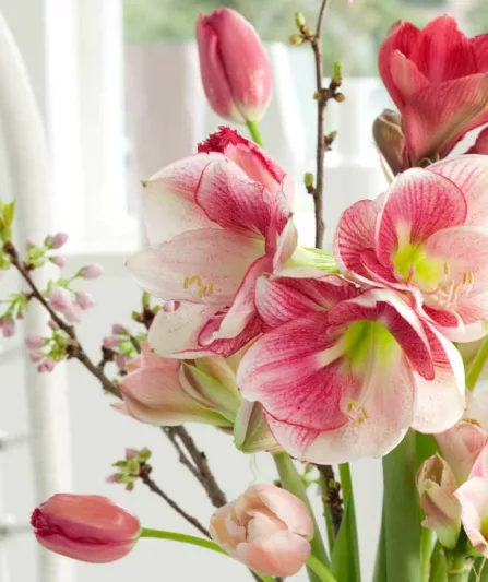 Amaryllis Apple Blossom, Amarylis Bulbs, Hippeastrum Apple Blossom, Hippeastrum Bulbs