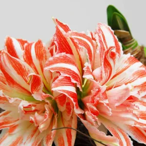 Amaryllis Dancing Queen, Amarylis Bulbs, Hippeastrum Dancing Queen, Hippeastrum Bulbs, Bicolor Flowers, Bicolor Amaryllis