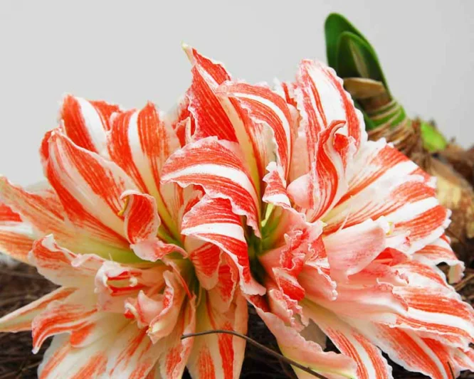 Amaryllis Dancing Queen, Amarylis Bulbs, Hippeastrum Dancing Queen, Hippeastrum Bulbs, Bicolor Flowers, Bicolor Amaryllis