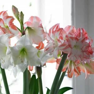 Amaryllis Double Record, Amarylis Bulbs, Hippeastrum Double Record, Hippeastrum Bulbs, Bicolor Flowers, Bicolor Amaryllis