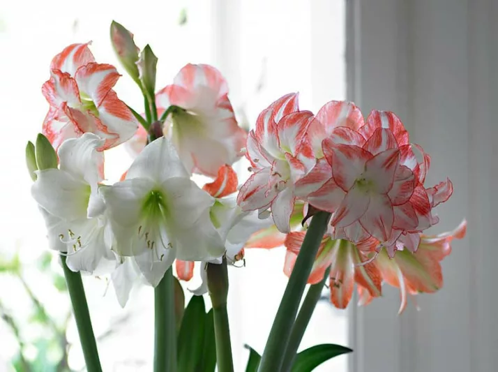 Amaryllis Double Record, Amarylis Bulbs, Hippeastrum Double Record, Hippeastrum Bulbs, Bicolor Flowers, Bicolor Amaryllis