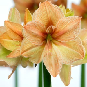 Amaryllis Exotica, Amarylis Bulbs, Hippeastrum Rilona, Hippeastrum Bulbs, Rilona Amaryllis, Salmon Amaryllis, Orange Amaryllis