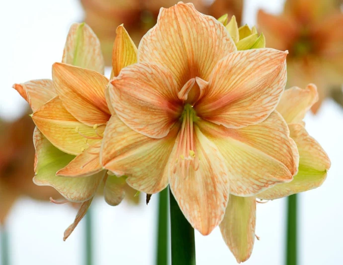 Amaryllis Exotica, Amarylis Bulbs, Hippeastrum Rilona, Hippeastrum Bulbs, Rilona Amaryllis, Salmon Amaryllis, Orange Amaryllis