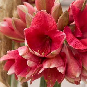 Amaryllis Hercules, Amarylis Bulbs, Hippeastrum Hercules, Hippeastrum Bulbs, Red Amaryllis, Red Flowers