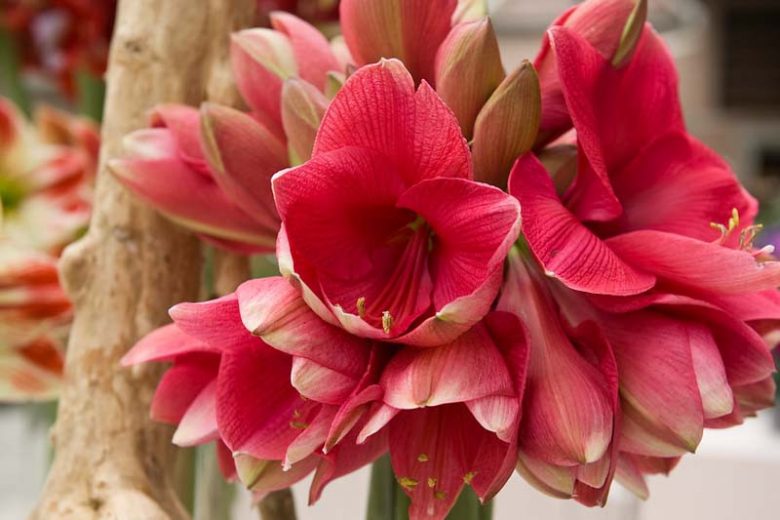 Amaryllis Hercules, Amarylis Bulbs, Hippeastrum Hercules, Hippeastrum Bulbs, Red Amaryllis, Red Flowers