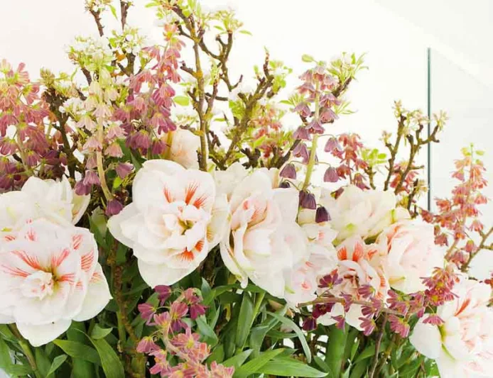 Amaryllis Nymph, Amarylis Bulbs, Hippeastrum Nymph, Hippeastrum Bulbs, White Flowers, White Amaryllis