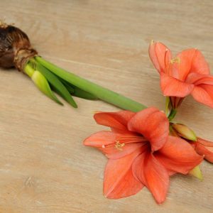Amaryllis Orange Souvereign, Amarylis Bulbs, Hippeastrum Orange Souvereign, Hippeastrum Bulbs, Amaryllis Orange Sovereign, Hippeastrum Orange Sovereign