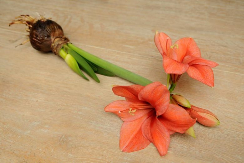 Amaryllis Orange Souvereign, Amarylis Bulbs, Hippeastrum Orange Souvereign, Hippeastrum Bulbs, Amaryllis Orange Sovereign, Hippeastrum Orange Sovereign