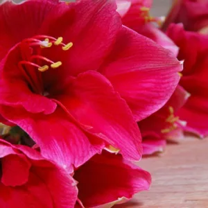 Amaryllis 'Red Lion, Amarylis Bulbs, Hippeastrum 'Red Lion, Hippeastrum Bulbs, Red Flowers, Red Amaryllis